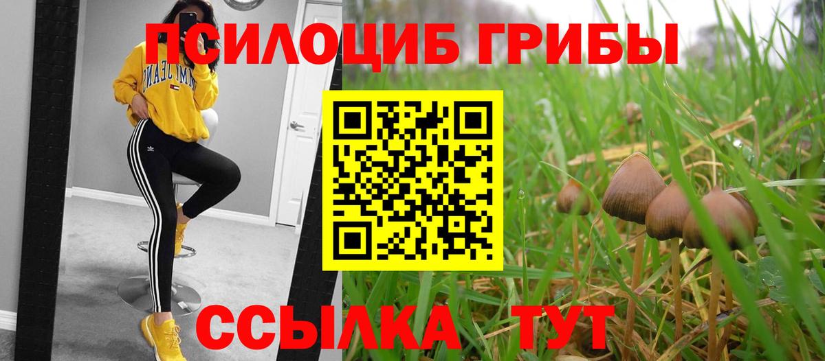 Псилоцибиновые грибы Cubensis  Вход с VPN  Кашира 
